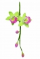 Preview: Ausstecher Cymbidium Orchidee Mini