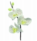 Preview: Cutter Set - Moth Orchid