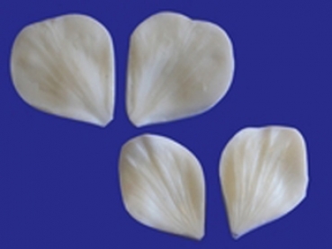 Cutters and Veiner Set - Anemone