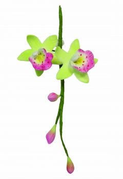 Cutter Cymbidium Orchid