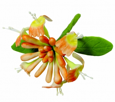 Ausstecher Geissblatt (Honeysuckle)