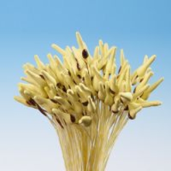Blumen Staubgefäss für Lilie - Gelb mit Braun