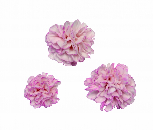 Cutter Set - Carnation