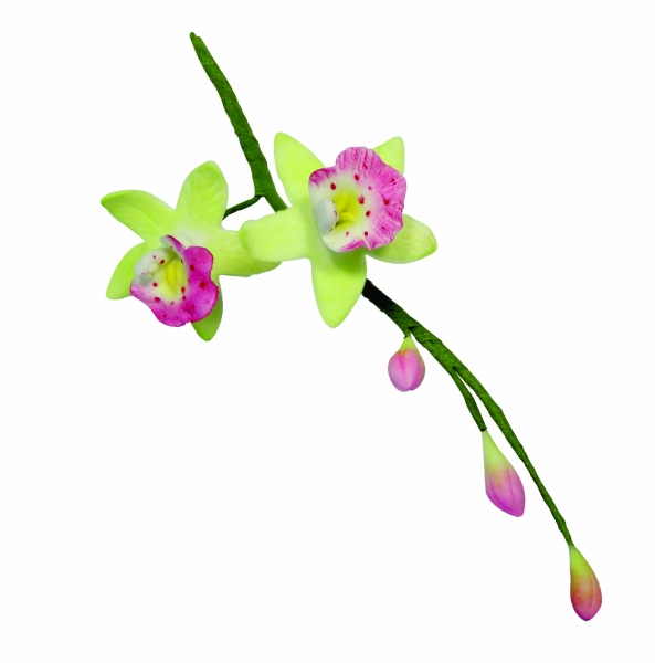 Ausstecher Cymbidium Orchidee