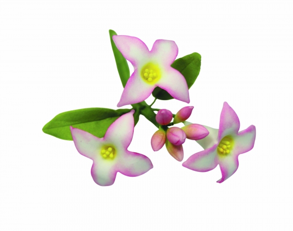 Ausstecher Set - Seidenbast