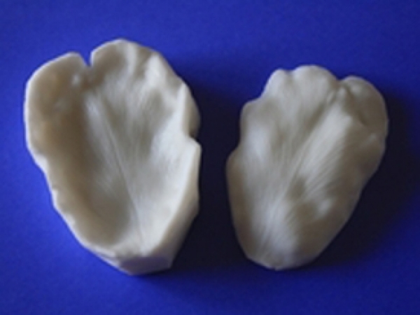 Cutters and Veiner Set - Parrot Tulip